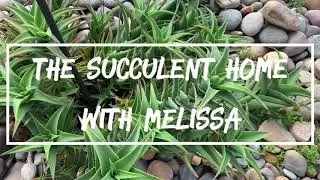 How To Cut Aloiampelos Ciliaris / Climbing Aloe / Trailing Aloe