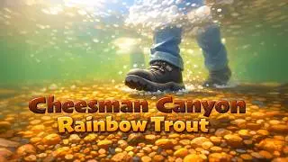 Cheesman Canyon, Rainbow Trout