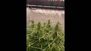 Afghan Autoflower Day 71 Blimburn Seeds Eye Hortilux 450-EVS LED 4x4 tent 30 Gallon Living Soil