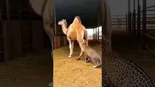 잘못된 타이밍을 선택한 표범 | The leopard chose the wrong moment.