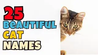 Beautiful Cat Names   25 TOP & BEST Ideas For Girl & Boy