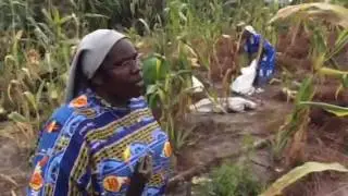 Récolte du maïs au Mayombe