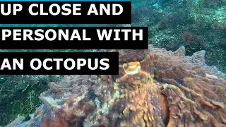 I Found An Octopus!