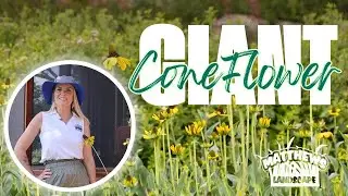 Giant Coneflower: A Native Perennial