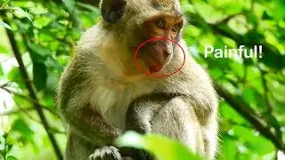 Very sad, orphaned Jessie has terrible wound on mouth - Pitiable Jessie monkey has severe injury