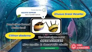 Bambelbee Nerite Snail 食藻蜗牛 蜗牛