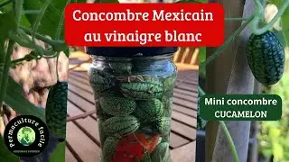 Concombre mexicain pickles au vinaigre blanc.🍀