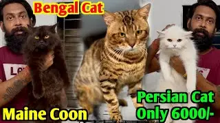 Maine Coon, Bengal & Persian Cat Price. Cat Market in Kolkata. Kolkata Cat Market.