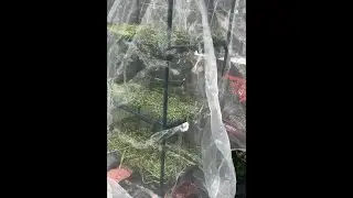 DIY Greenhouse Drying / Curing Station #garden #diy #fooddryingrack #gardening , #georgia