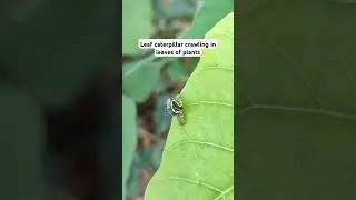 Saw this little leaf caterpillar🐛 crawling in the leaves of plants #caterpillar #insects #insectlove