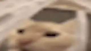 Cat Screaming At Camera