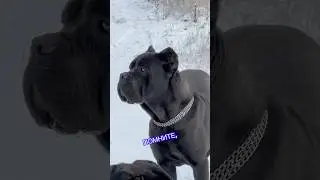Не ловите снежинки #юмор #собака #dog #канекорсо