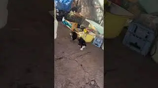 フェリックス三兄弟