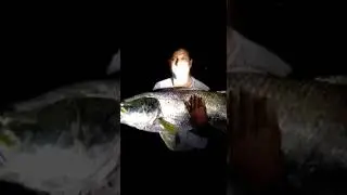 Barramundi-kuldi(19kg) caught in kali river #Karwar