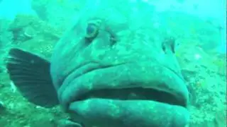 SAbirdz goes underwater.