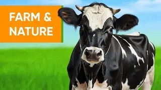 Life on the Farm and in Nature | Real Animal Sounds