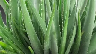 ALOBAL is a MEDICINAL PLANT. great ROOT INDUCTOR