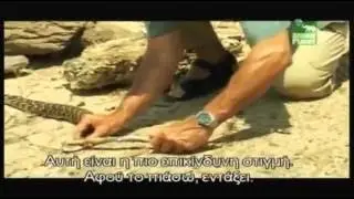 Deadly Snakes ; Speed, Venom and Strike FULL VIDEO]