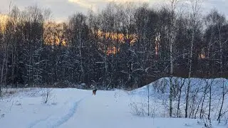 Yoll добрый стрим. Птиченькино кафе