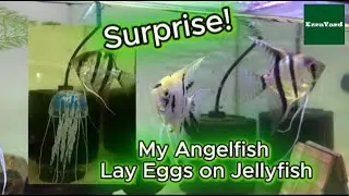 My Angelfish Laid Eggs on a Jellyfish Decoration&mdash;So Cool!