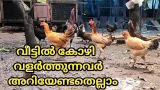 വീട്ടിൽ കോഴി വളർത്തുന്നവർ അറിയേണ്ടതെല്ലാം, kozhi valarthal malayalam