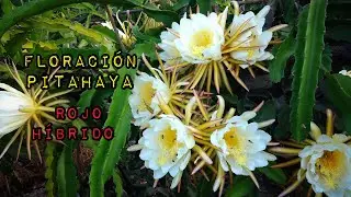 asi va la floracion de la pitahaya ROJA  en mi campo experimental.