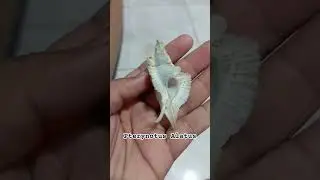 pterynotus alatus#seashells