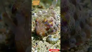 Armored searobin Eating #searobin#shots #fishs #cuteanimals #oceananimals