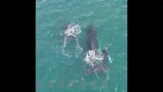 তিমির বমি স্বর্ণের মতো দামী কেন? | BA News | Whale Vomit