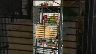 Bird reproduction 🥰/as&iacute; se reproducen los pajaritos