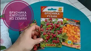 #Брусника и #морошка из семян. Посадка семян и  стратификация. Выращивание ягод из семян.