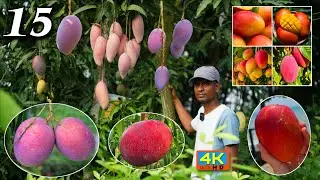 15 varieties of foreign mangoes are Growing on One Amrapali mango tree at the Mango Farm Nursery.