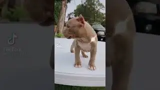 Cute animals goes BIG animals #ShortsHD