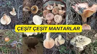 DOĞAL MANTAR ÇEŞİTLERİ, Doğal mantarlar, Mantar isimleri, Kanlıca mantarı, Melki, Koçak mantarı