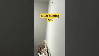 cat hunting one Ant #cat #funnyvideo #sillymood #shorts
