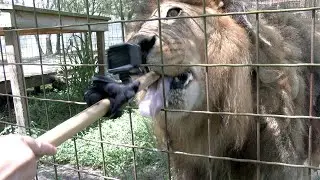 A Lion Gets Birthday Ice Cream