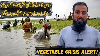 Vegetable Shortage ALERT! Farmers, Plant These Crops Fast 🌱