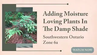 Adding Moisture Loving Plants In The Damp Shade Garden | Southwestern Ontario Zone 6a