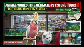ANIMAL WORLD: The ULTIMATE Pet Store Tour! (Fish, Birds, Reptiles & More!