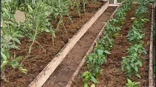 Привела теплицу в порядок после отъезда 🤪