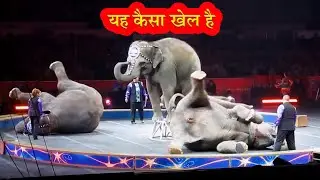 Circus | Elephant show