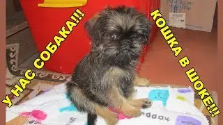 У НАС ПОЯВИЛАСЬ СОБАКА! КОШКА В ШОКЕ! WE HAVE A DOG! CAT IN SHOCK!