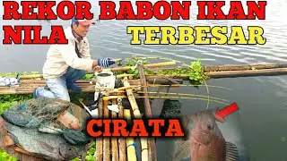REKOR STREK IKAN NILA TERBESAR/BABON \\ MANCING CIRATA/JANGARI TERBARU