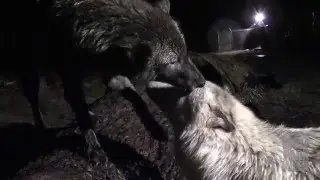 Wet Howl Night at Wolf Park