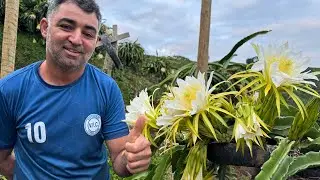 Pitaya Jindu n1 uma das mais produtivas!