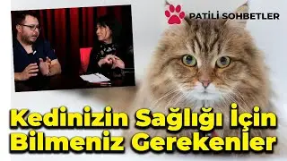 Kedilerde Tüy Dökülmesi ve Enfeksiyonlar | Patili Sohbetler