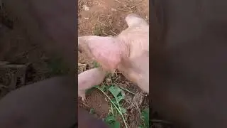 Lactation in pigs