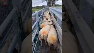 Dosing hack, dog training and a question about breeding ewe lambs? 