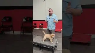 Puppy Training Tip: Getting Them Comfortable for Nail Trims 