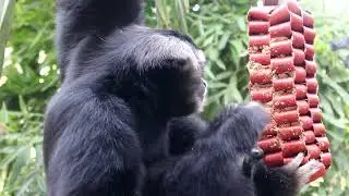 Meet Our Pileated Gibbons